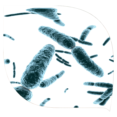 Lactobacillus Crispatus