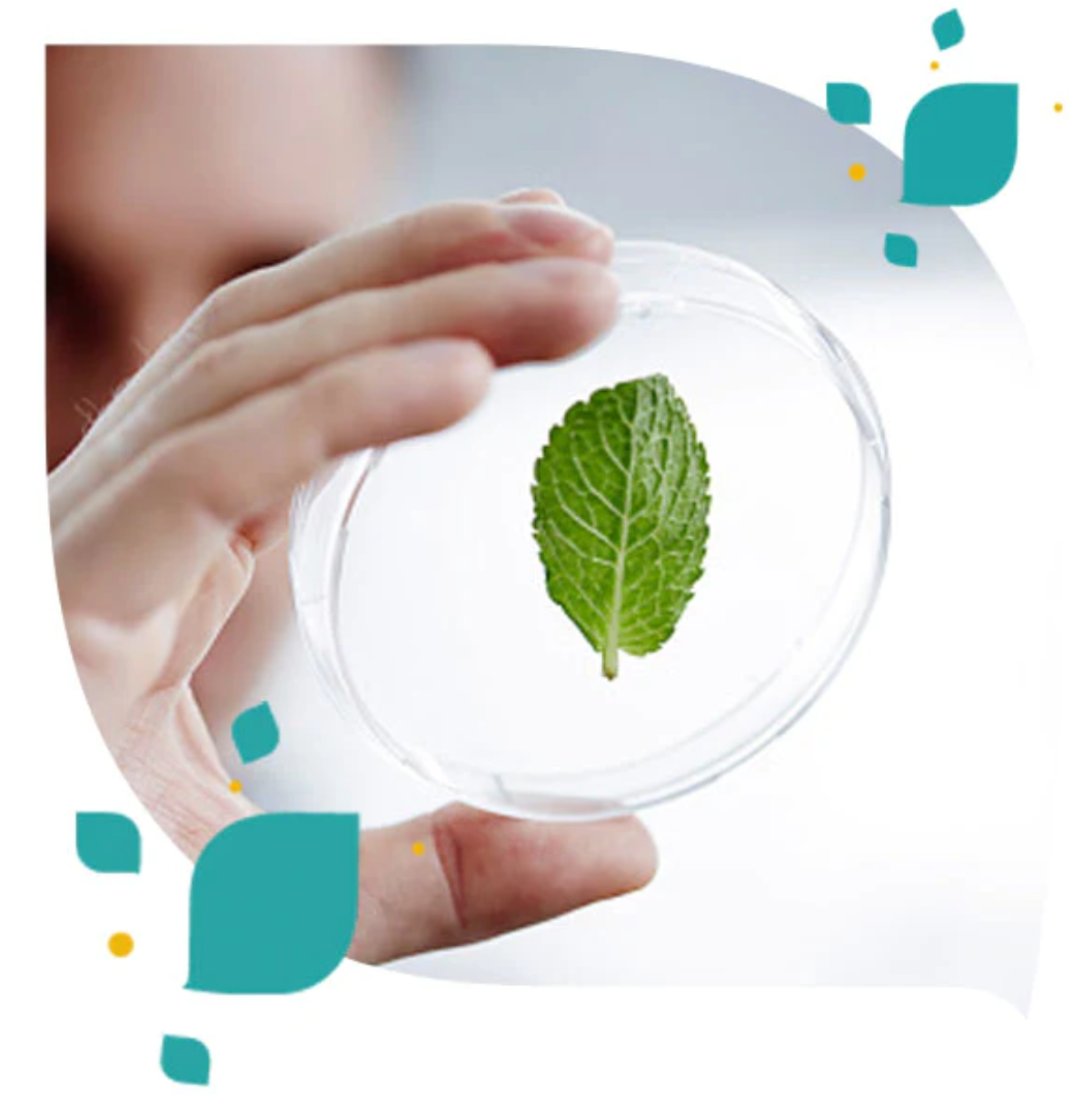 Quienes Somos Forte Pharma Francia