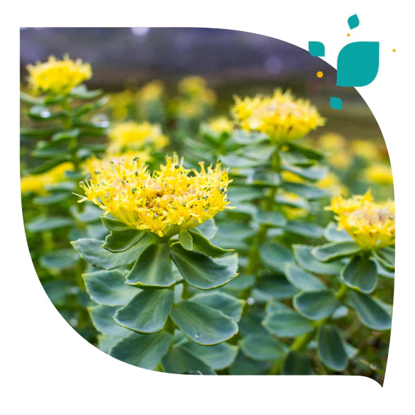Sabias_-_Rhodiola
