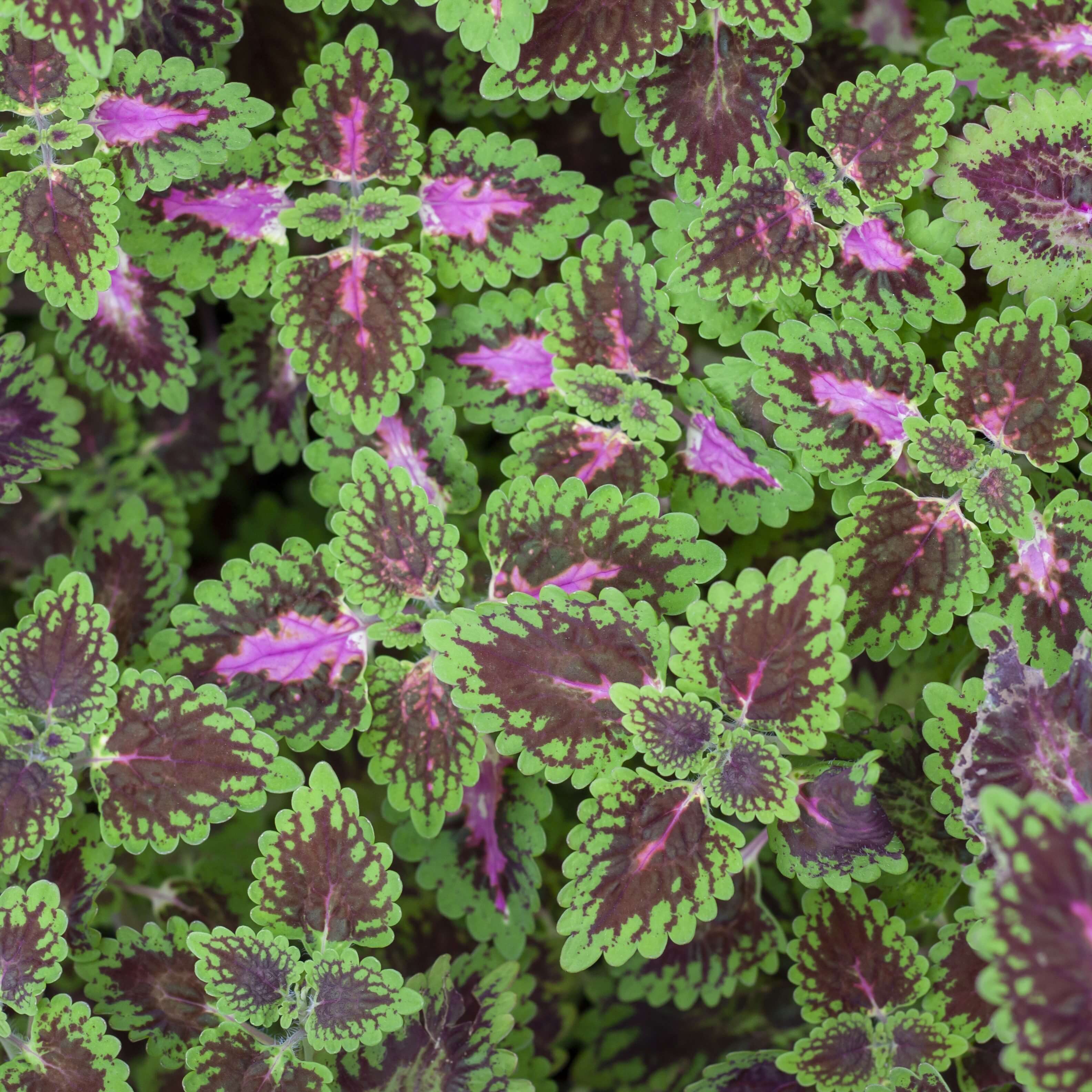 Coleus_forskohlii_ingrediente