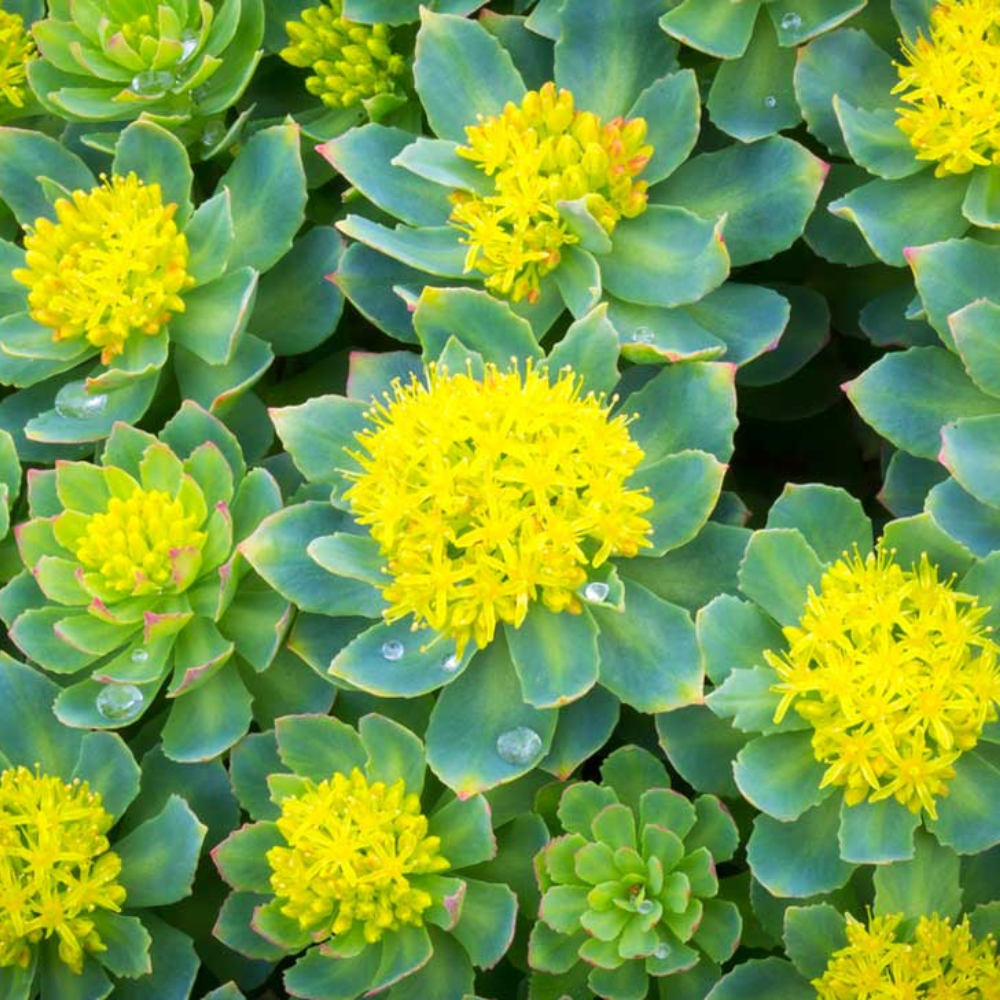 Rhodiola_1000x1000_4ede40ee-1cbd-4aca-a9d6-8971e490536c