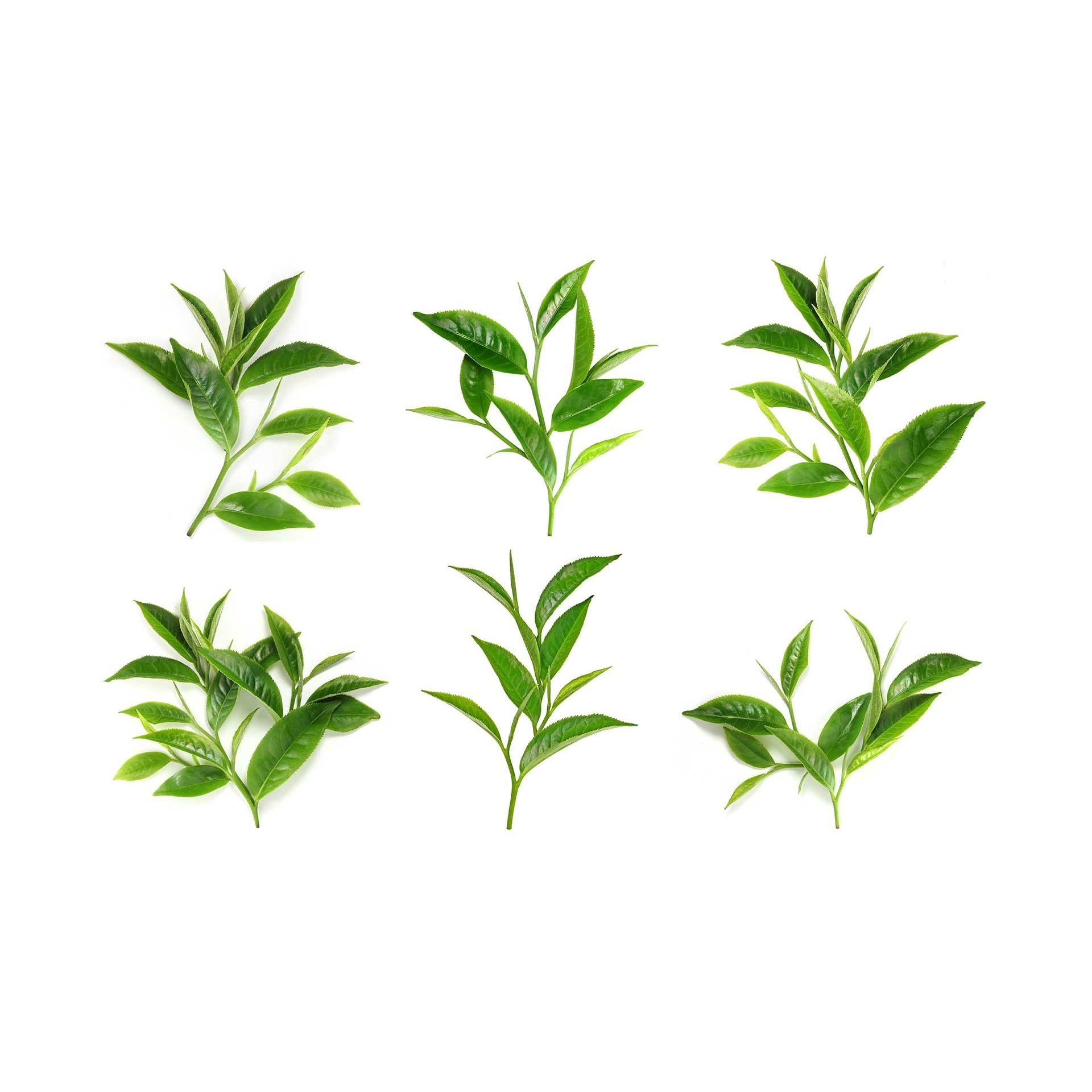 Teverde_ingrediente