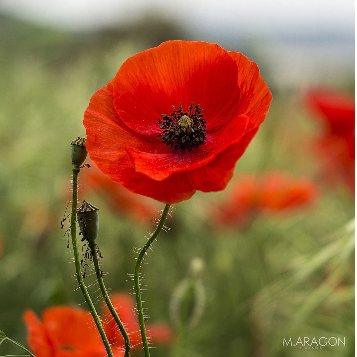 amapola_ingrediente