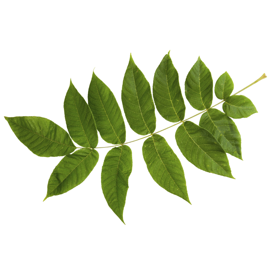 fresno_ingrediente