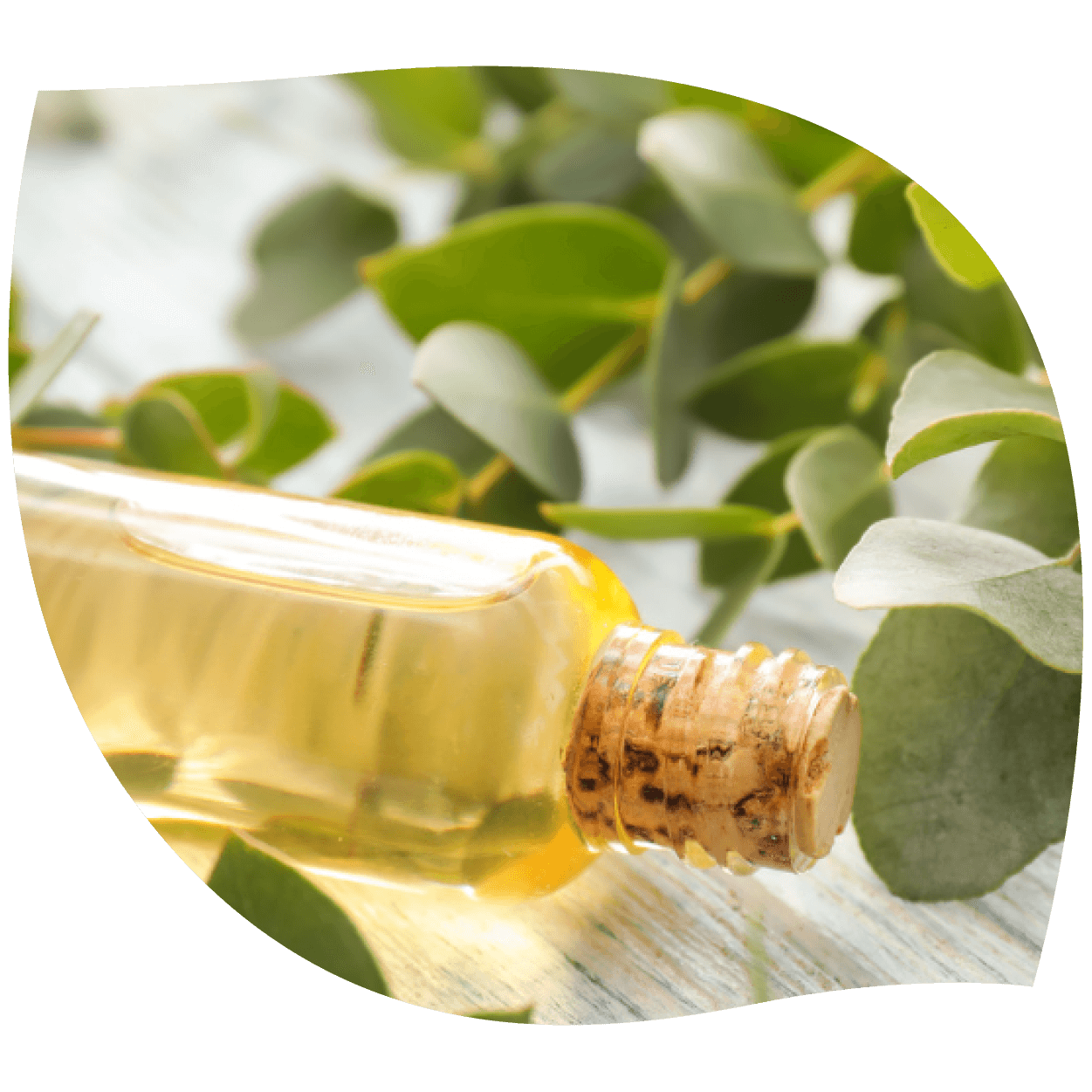 Imagen del aceite esencial de eucalipto en presentación natural