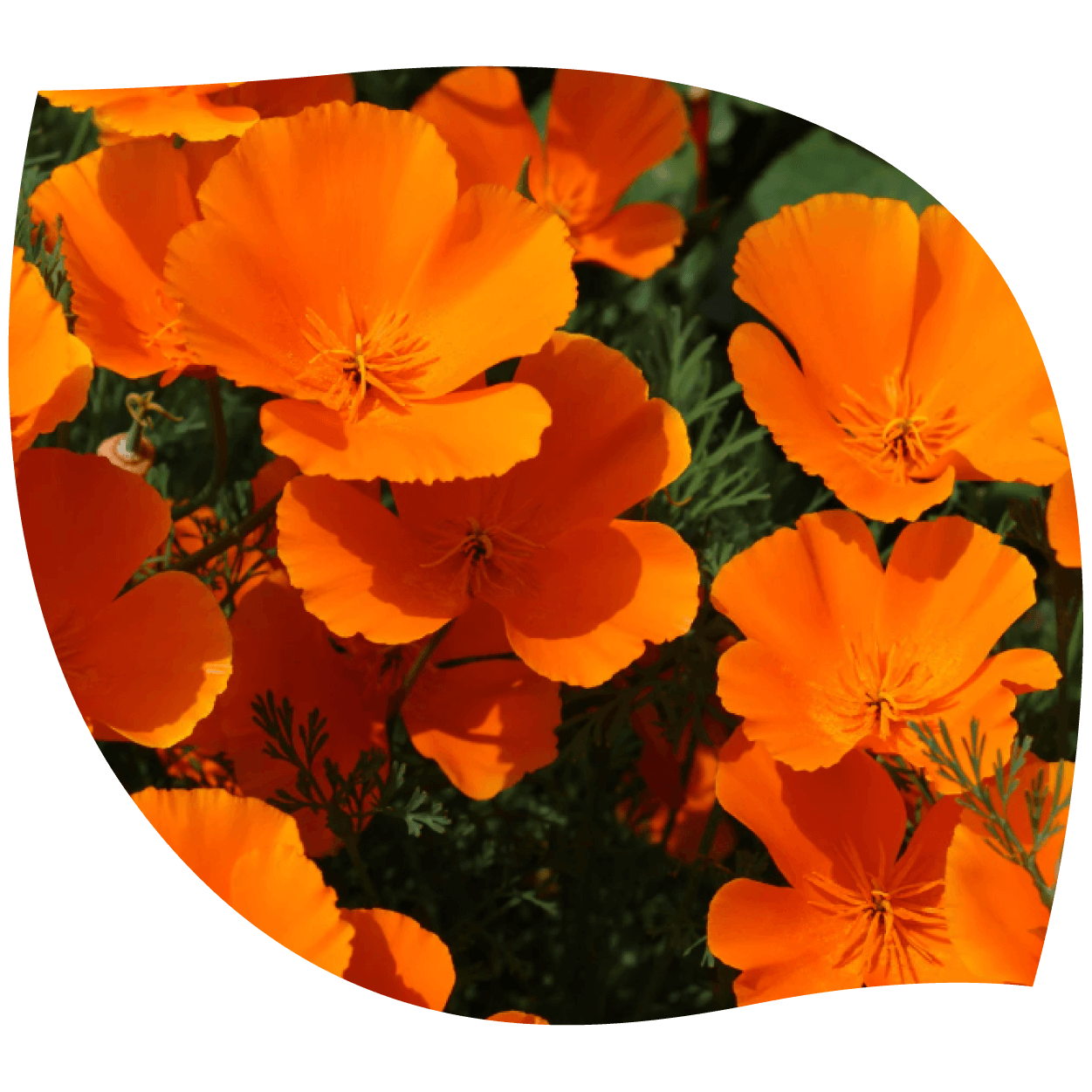 Imagen de amapola de California ilustrando su apariencia