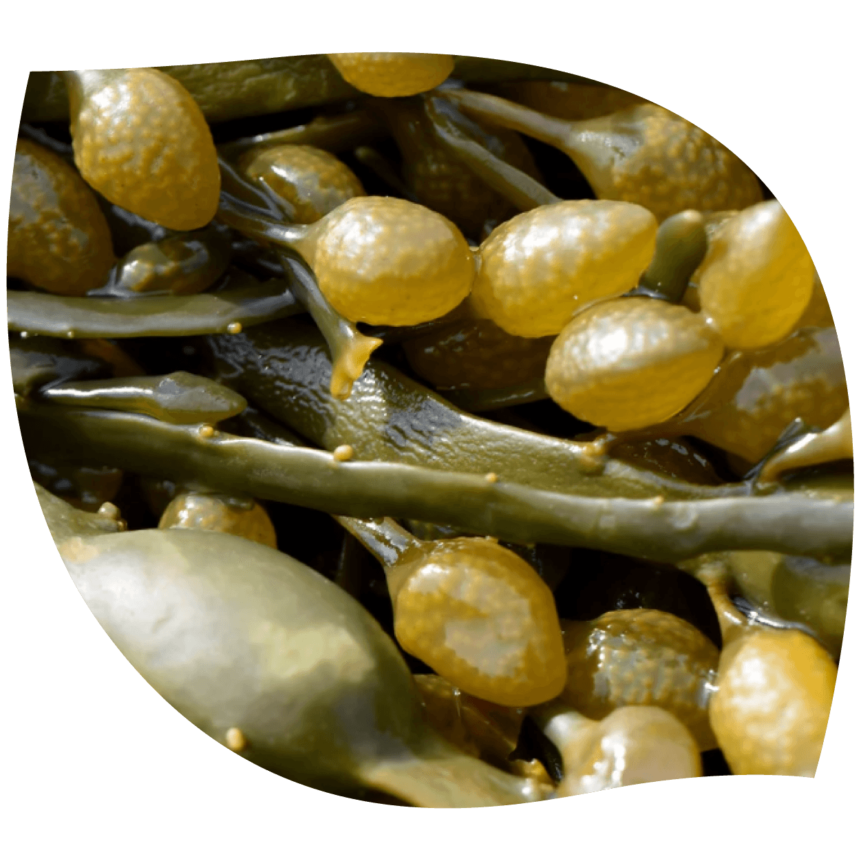 Imagen de Ascophyllum mostrando su textura real