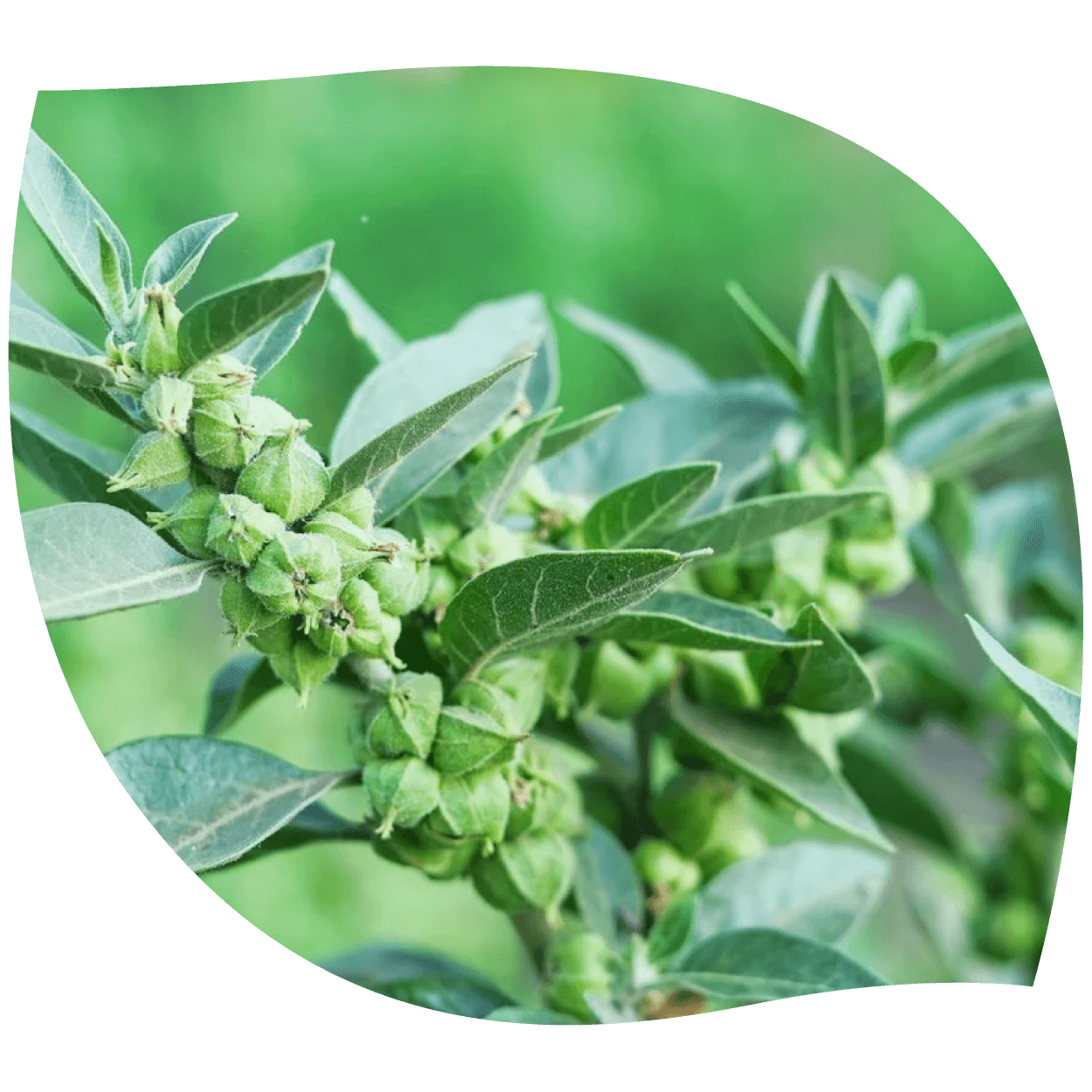 Imagen de ashwagandha en su presentación natural