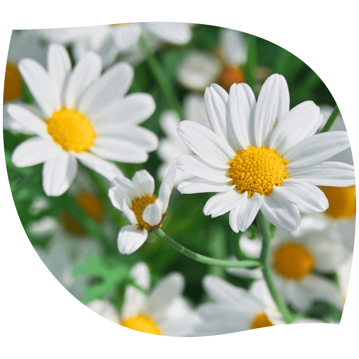 Imagen de camomila mostrando flores secas