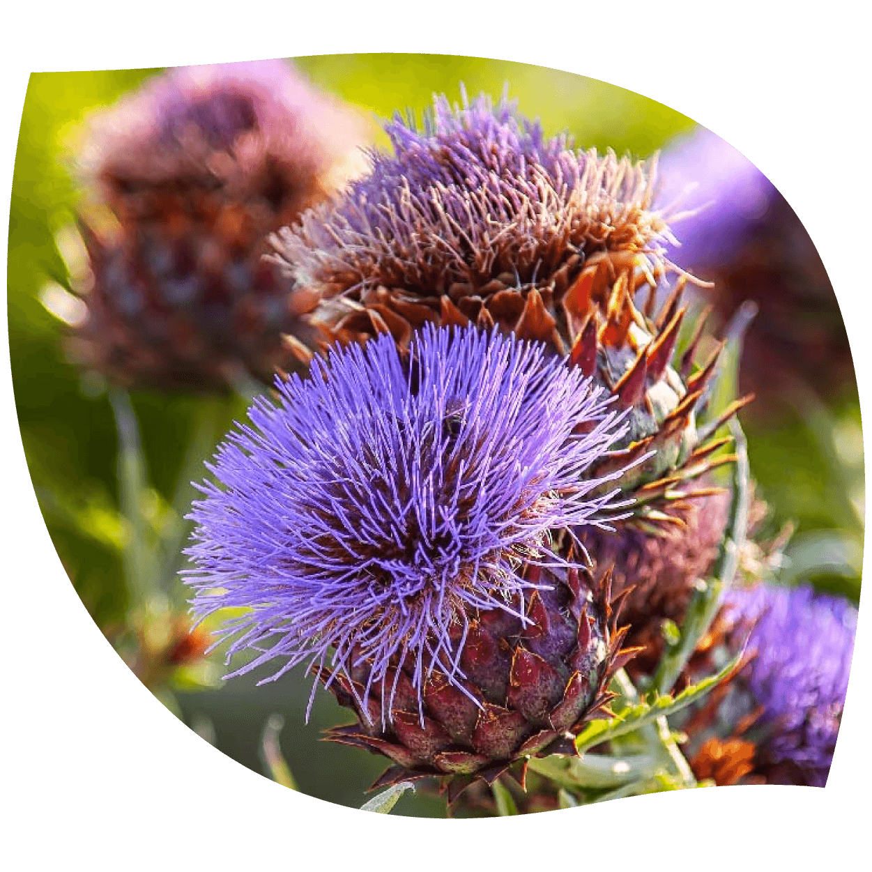 Imagen de cardo marino en su forma natural