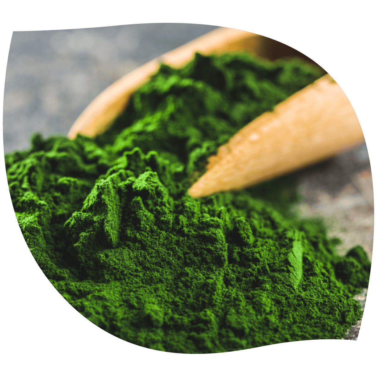 Imagen de clorela mostrando su polvo verde