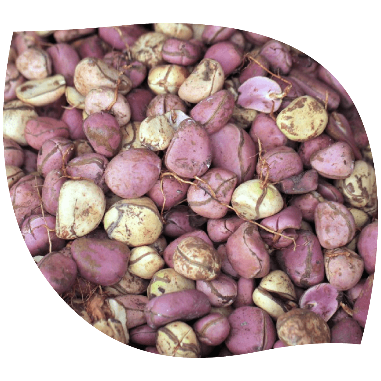 Imagen de cola mostrando frutos y hojas