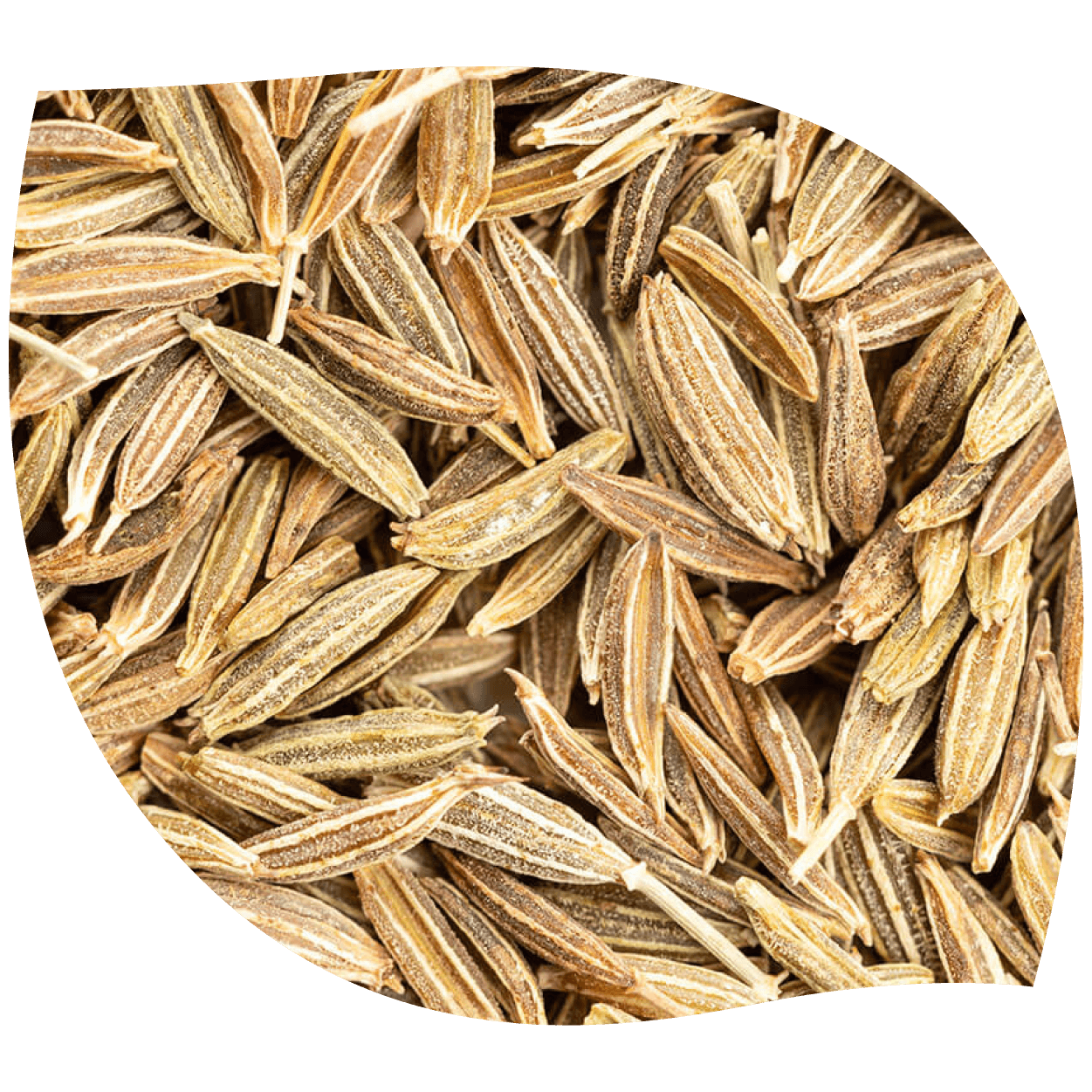 Imagen de comino mostrando semillas reales