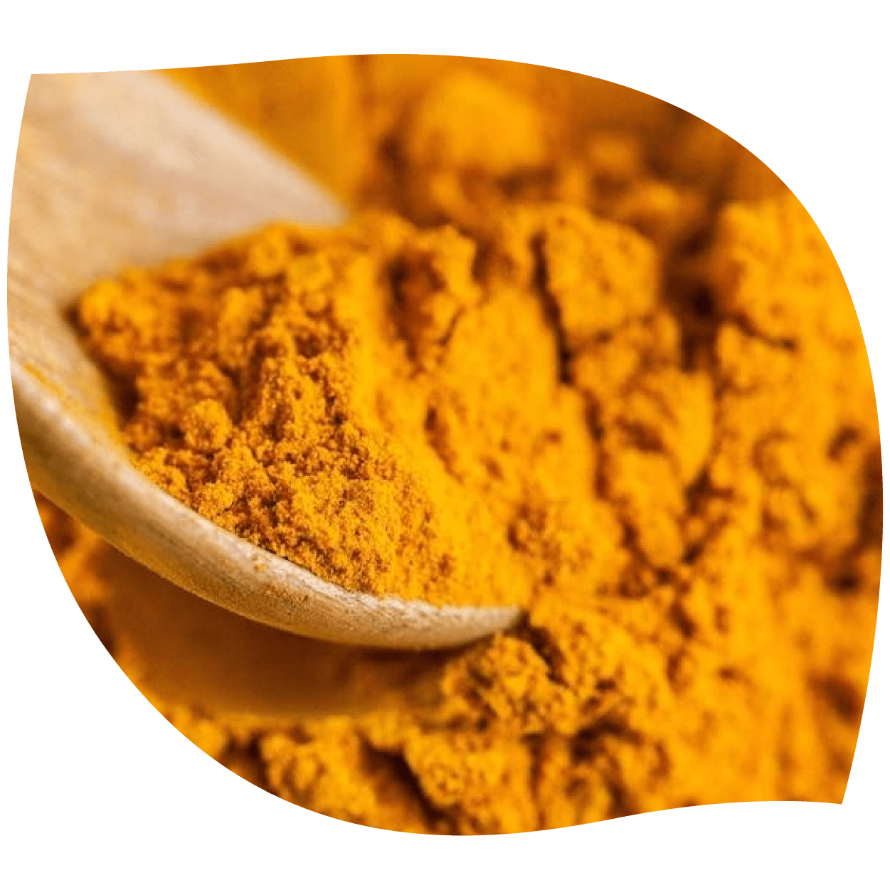 Imagen de cúrcuma mostrando raíz y polvo