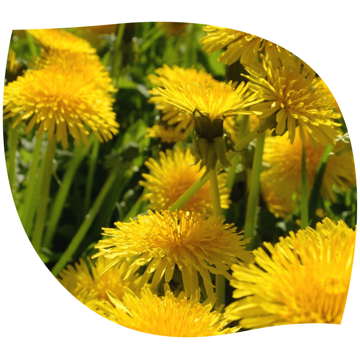 Imagen de diente de león con hojas y raíz