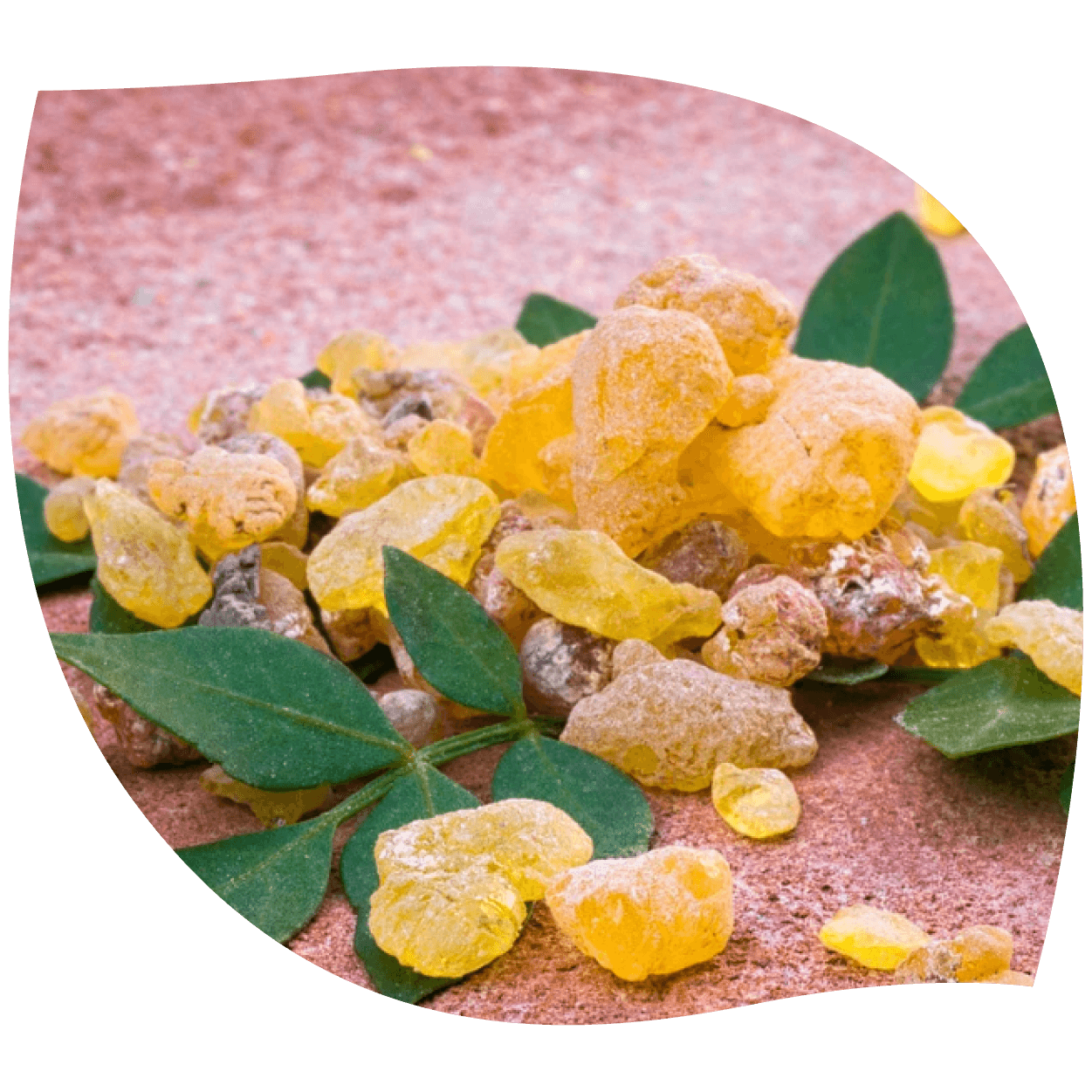 Imagen de extracto de cúrcuma y boswellia combinados