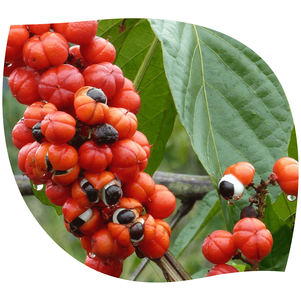 Imagen de guaraná en semillas y polvo