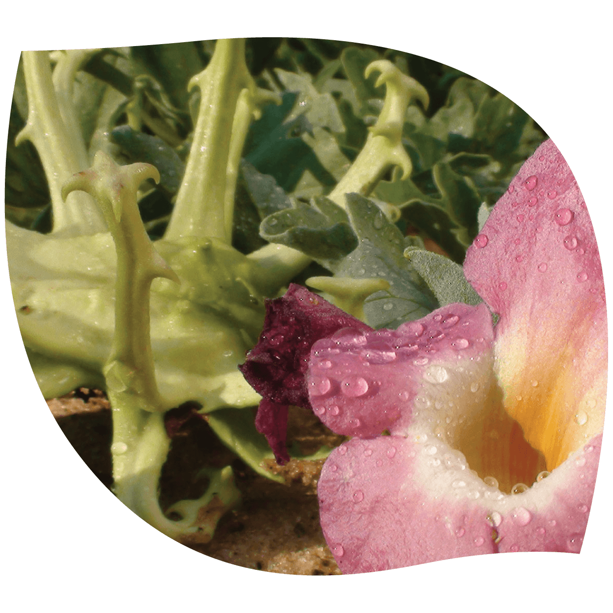 Imagen de harpagofito con raíces naturales