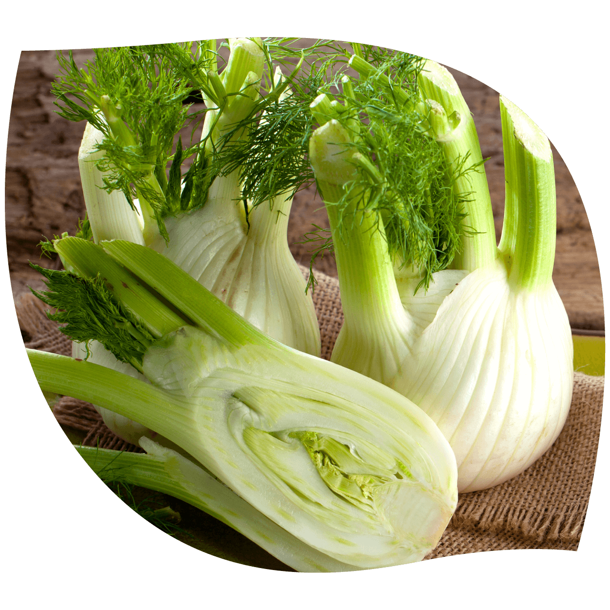 Imagen de hinojo mostrando semillas y hojas