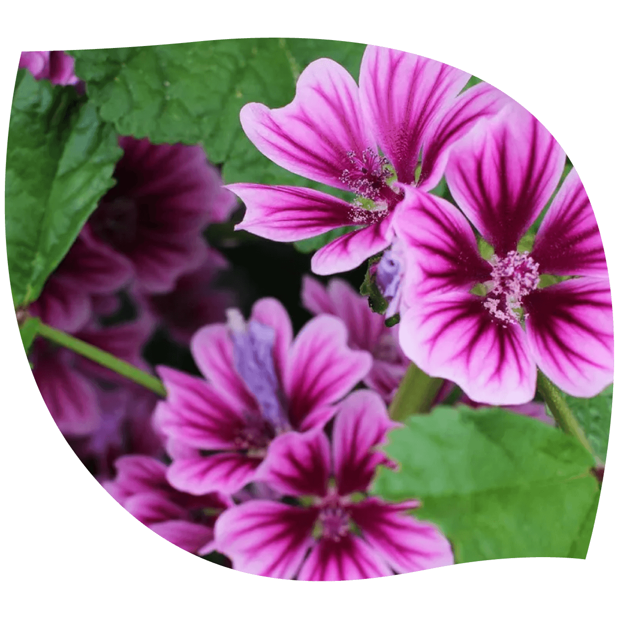 Imagen de malva mostrando flores y hojas