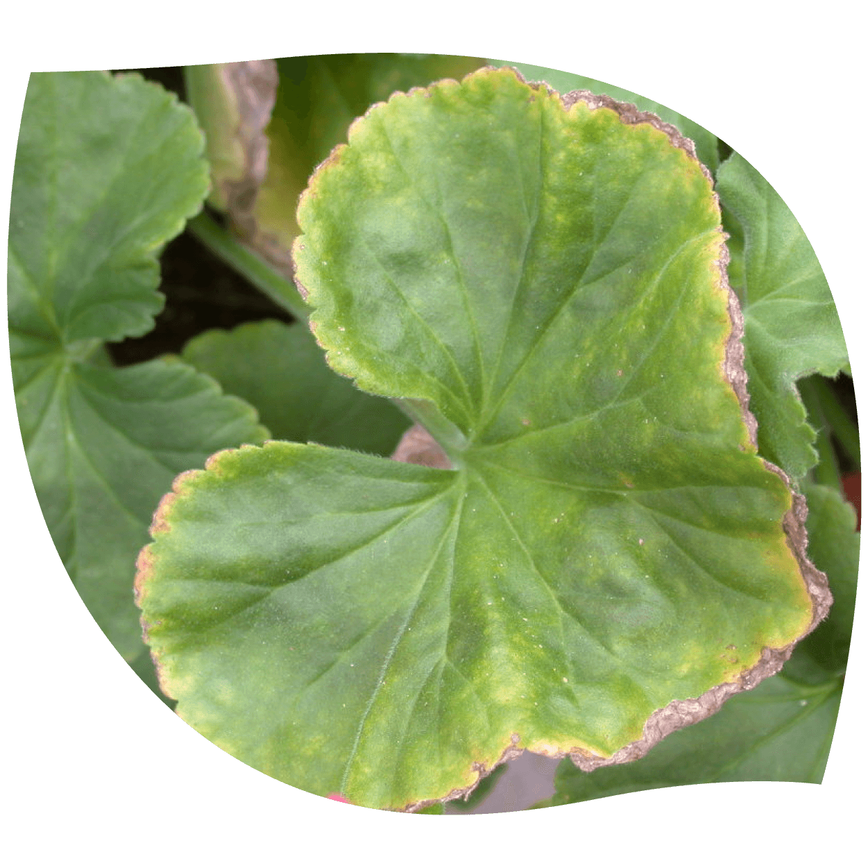 Imagen de manganeso representando mineral natural