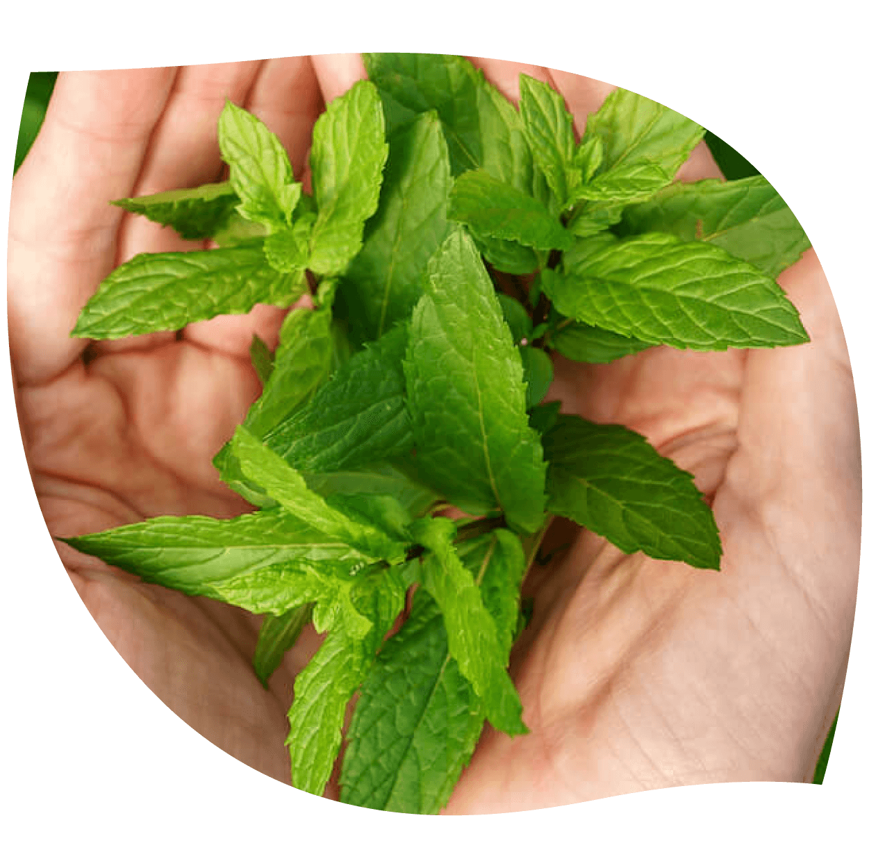 Imagen de mentol en crista