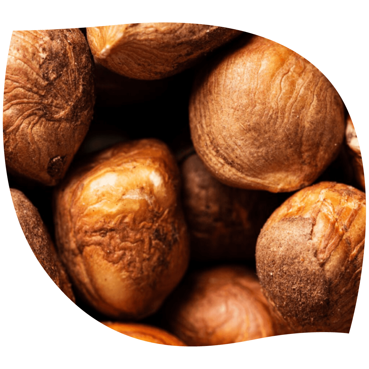 Imagen de nuez de cola en frutos y semillas