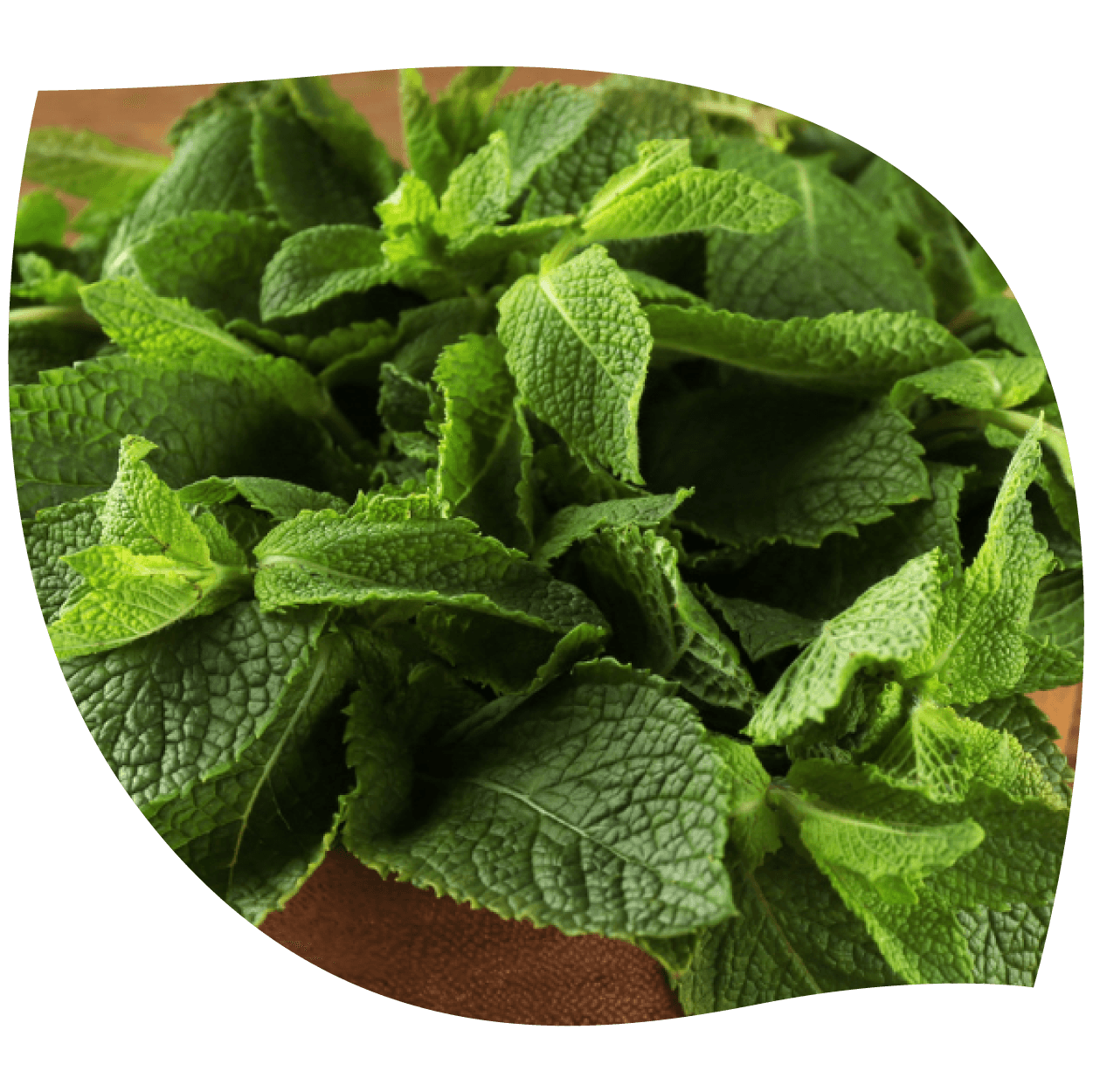 Imagen de ortiga mayor mostrando hojas