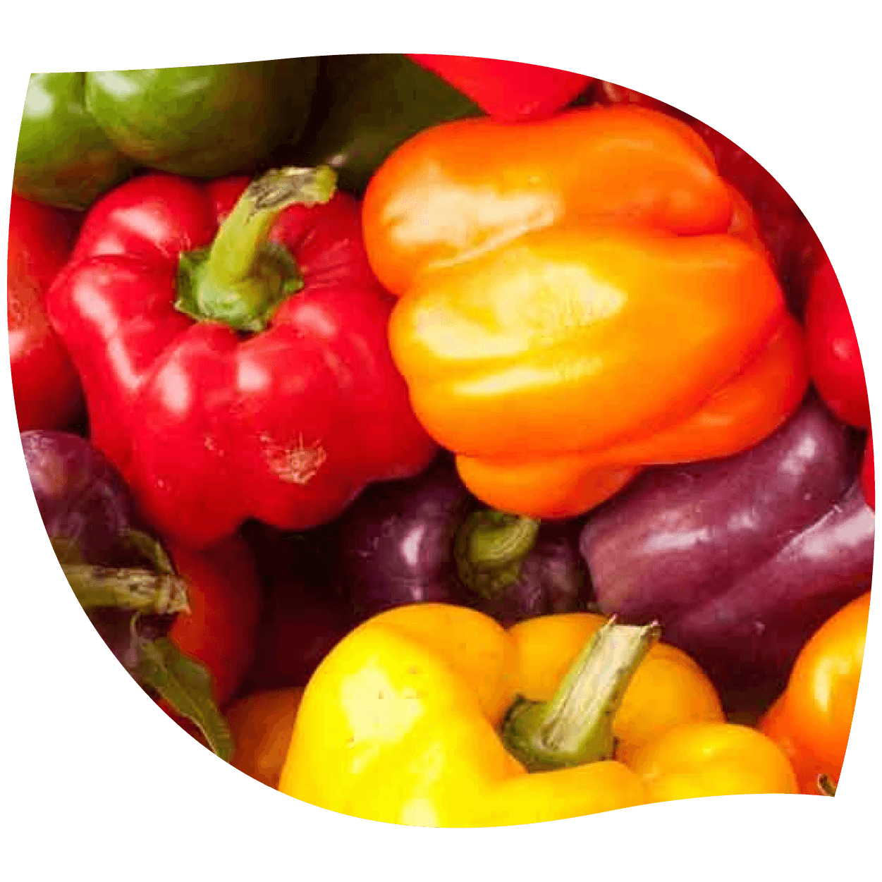 Imagen de pimiento ilustrando color y forma