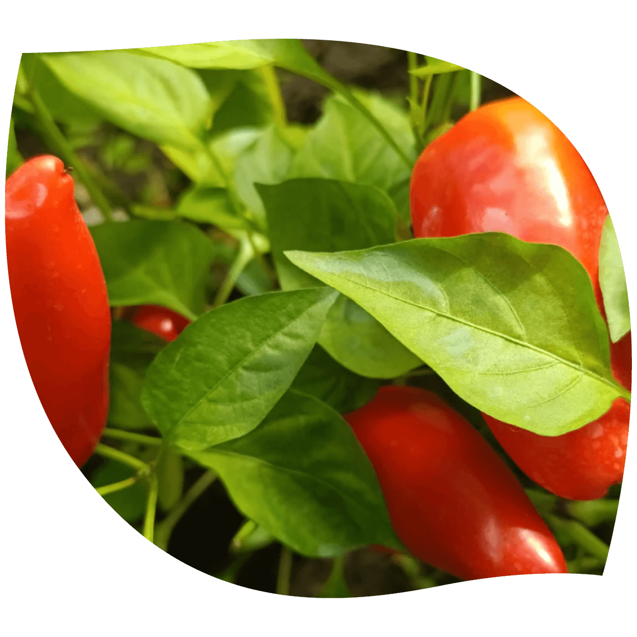 Imagen de pimiento dulce mostrando fruta