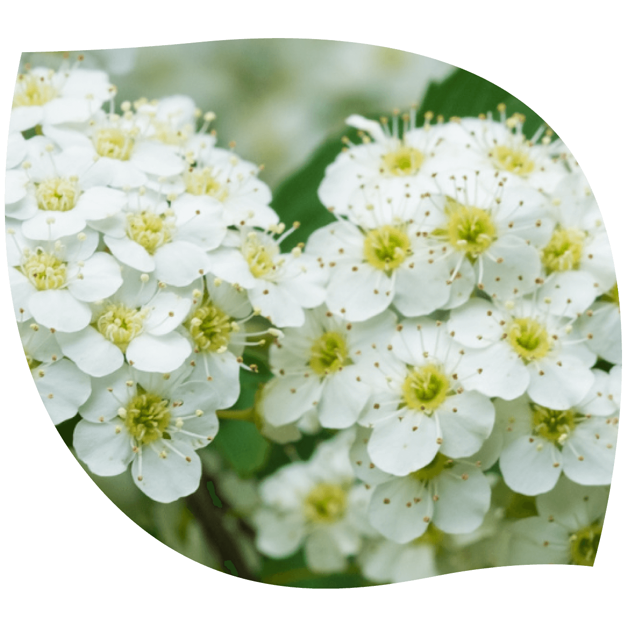 Imagen de reina de los prados en flor