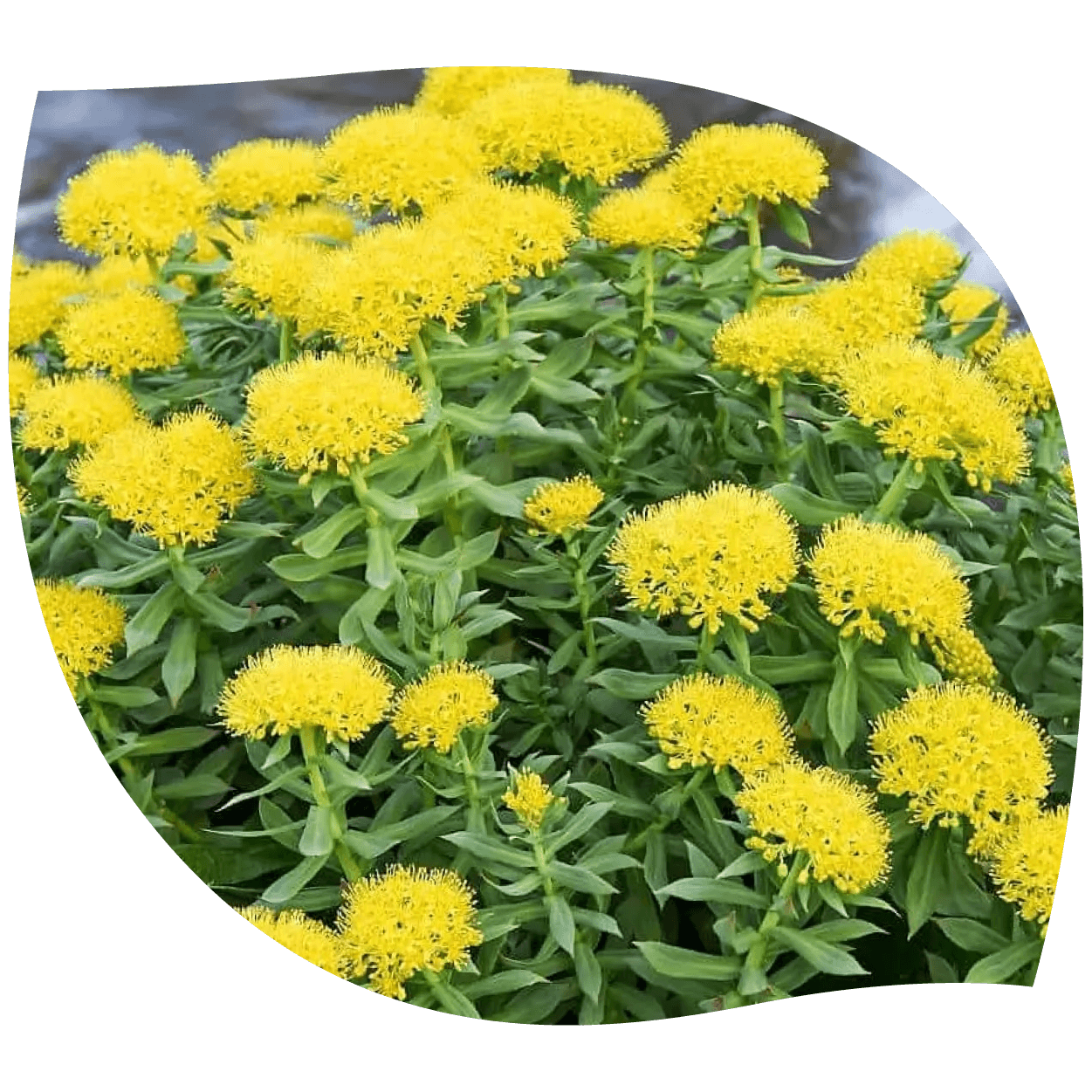 Imagen de rhodiola mostrando raíz y hojas