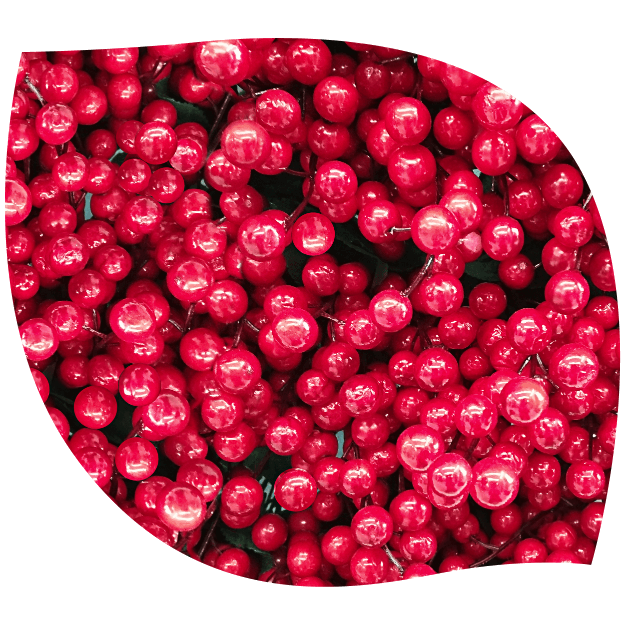 Imagen de schisandra en bayas