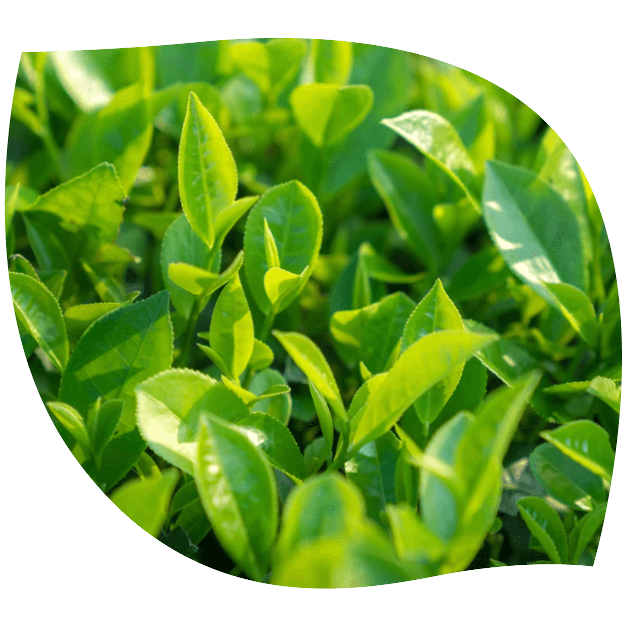 Imagen de té verde mostrando hojas