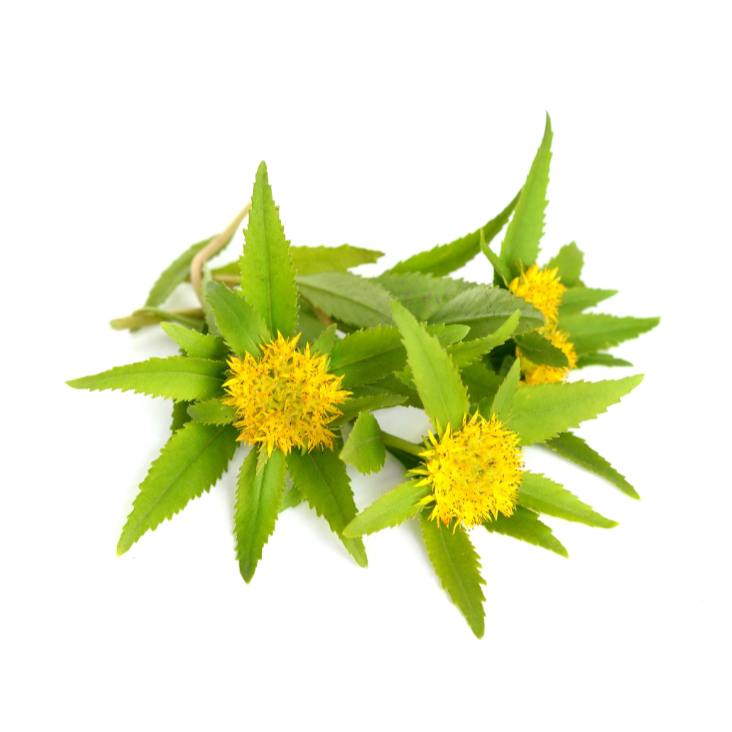 rhodiola_ingrediente