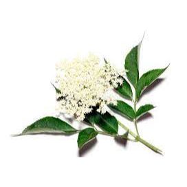 sauco_ingredientes